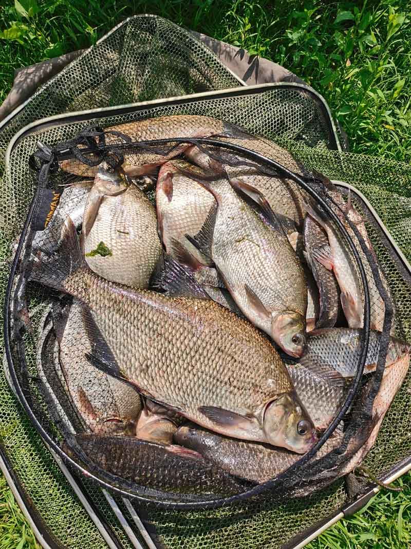 Рыбалка в низовьях реки Воронеж - клев приятно радовал