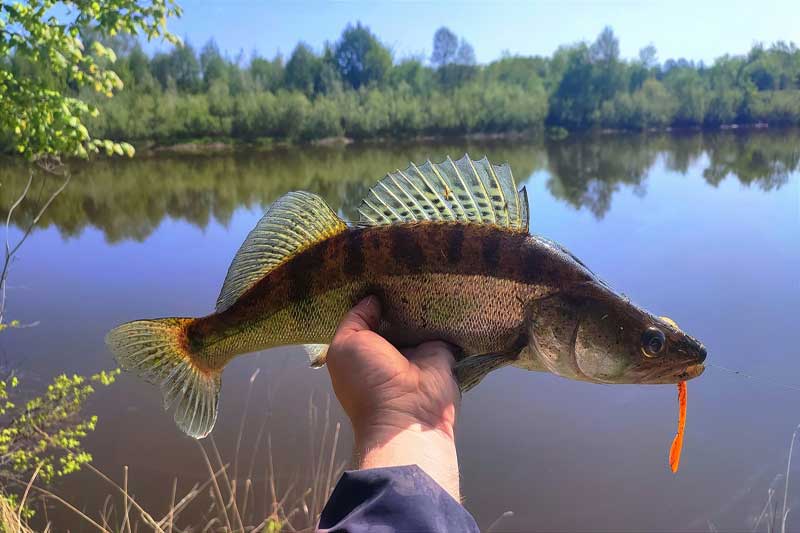 Рыбалка на реке Иж - рыбка была активна, но в меру