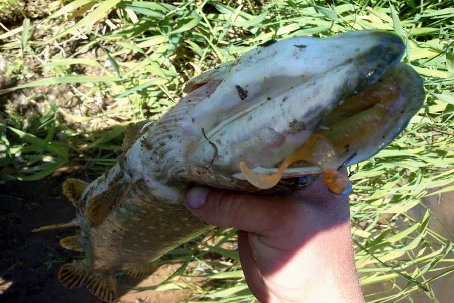 Рыба на рыбинском водохранилище. Рыба в Рыбинском водохранилище. Сом на Рыбинском водохранилище. Сомы в Рыбинском водохранилище. Ловля сома на Рыбинском водохранилище.