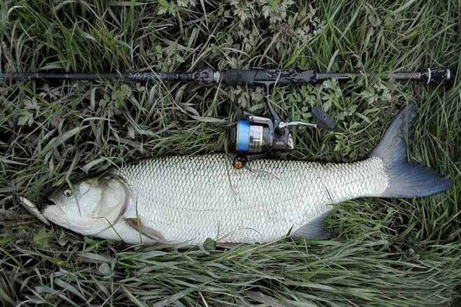 Aspio: pesca con canna e mulinello - Pesca Fishing Shop