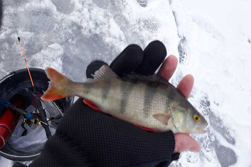 Зимняя рыбалка на озере Большой Куяш. Фото 2