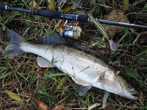 Ловля судака на Jackall DD Smash Minnow 100SP