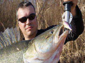 Судак на воблер Rapala Shad Rap. Фото 3