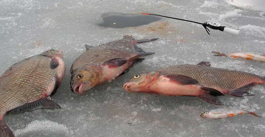 особенности о рыбалки ловля леща зимой