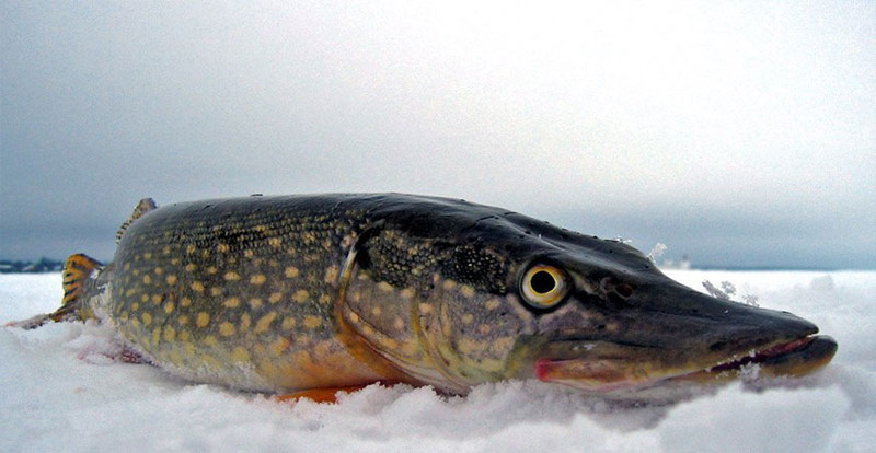 Зимняя рыбалка - щука на блесну