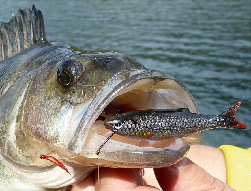 Снасти для летней рыбалки на судака: советы и рекомендации