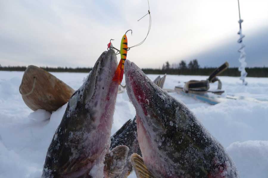 Фото щуки на рыбалке зимой - увлекательное хобби для зимних рыбаков