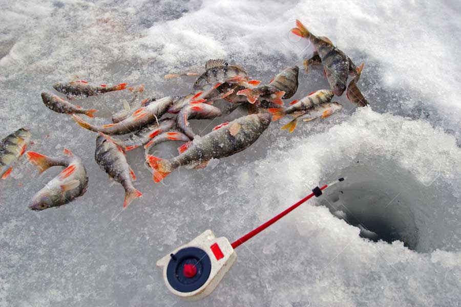 Какую леску выбрать на безмотылку зимой для рыбалки