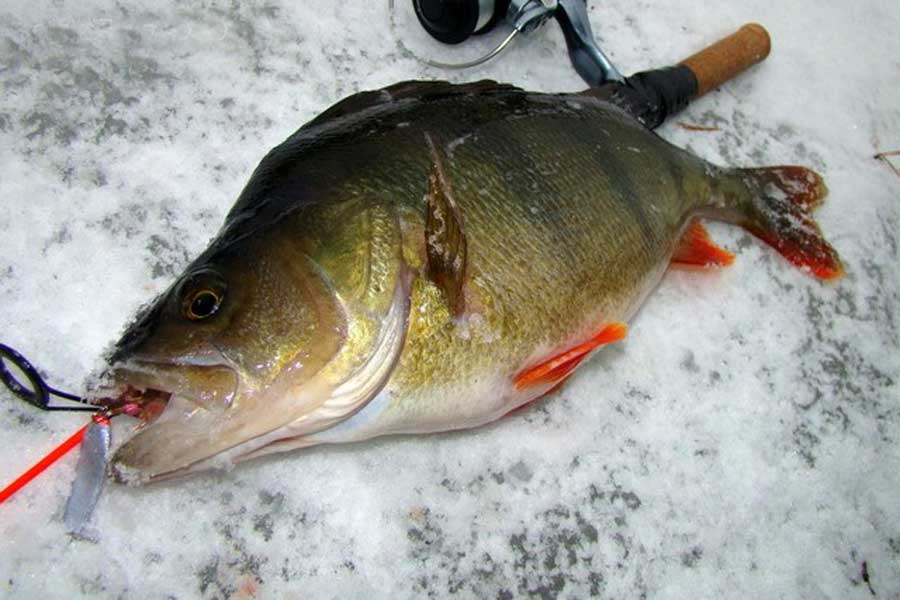 Как правильно ловить окуня на блесну - советы рыболовам