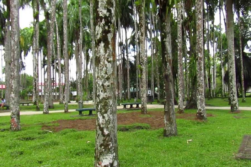 Палм-Гарден, Суринам