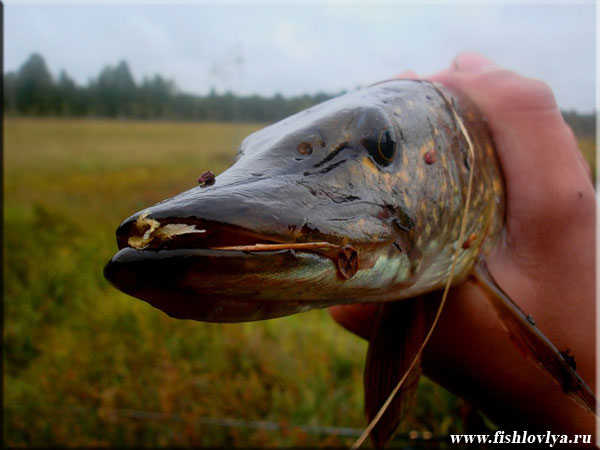 Ловля щуки на Клязьменском водохранилище