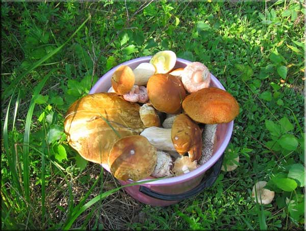 Сьедобные грибы