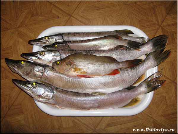 Ловля щуки на реке Осуга