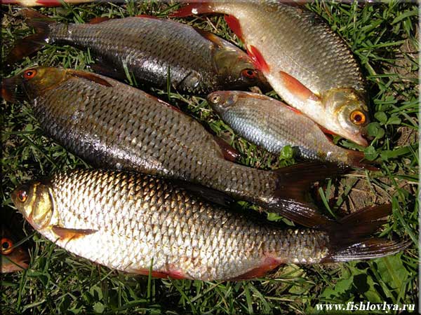 Рыбалка на Капёнском водохранилище
