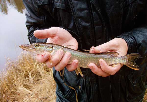 Рыбалка на Истринском водохранилище