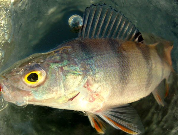 Рыбалка на Чебоксарском водохранилище