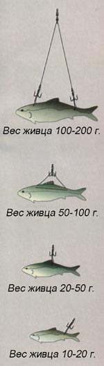 Как сооружать эффективную снасть, чтобы словить щуку? В данной статье описывается изготовление немного необычной снасти для ловли этой рыбы.