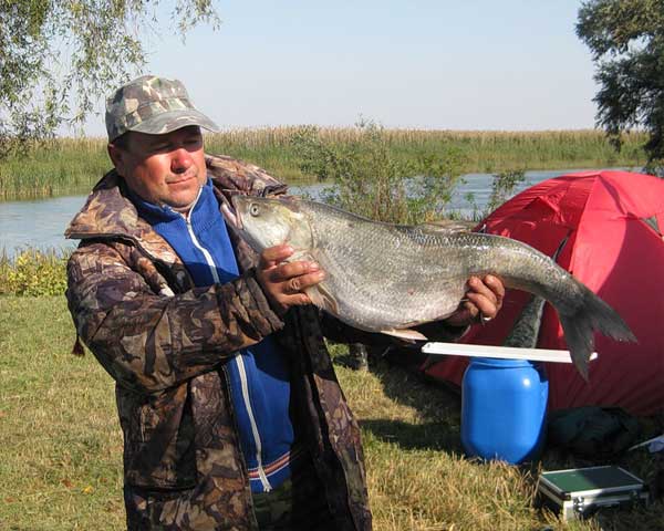 За жерехом в Тульскую губернию