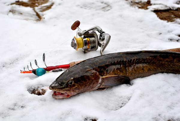 Зимняя рыбалка: ловля на чертики - проводки