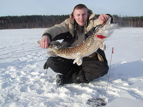 Зимняя рыбалка: Проводка зимней блесны
