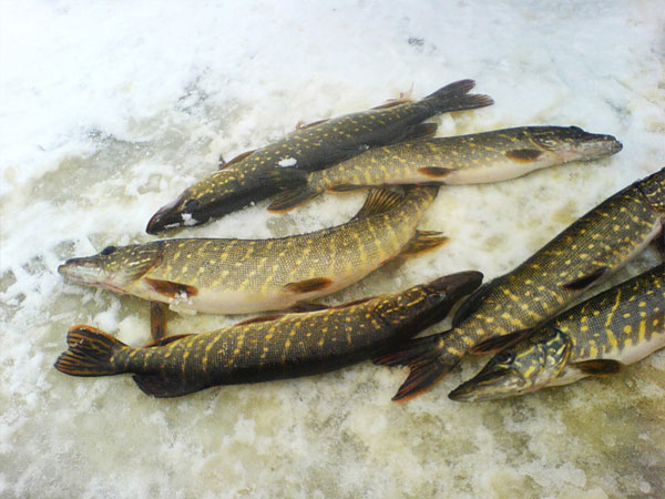 Зимняя рыбалка: насадка для ловли на мормышку - рыбьи потроха