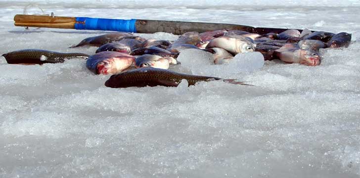 Рузское водохранилище. Мороз лещу не помеха