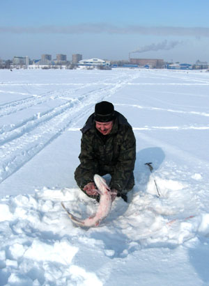 Щука