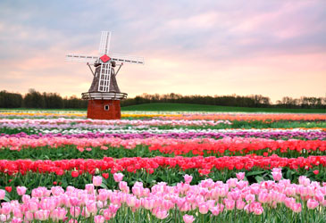 Нидерланды: В царстве тюльпанов