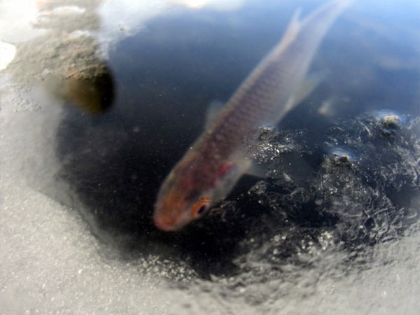 Зимняя рыбалка: мормышка и балансир
