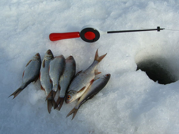 Зимняя рыбалка: плотва и растительные наживки