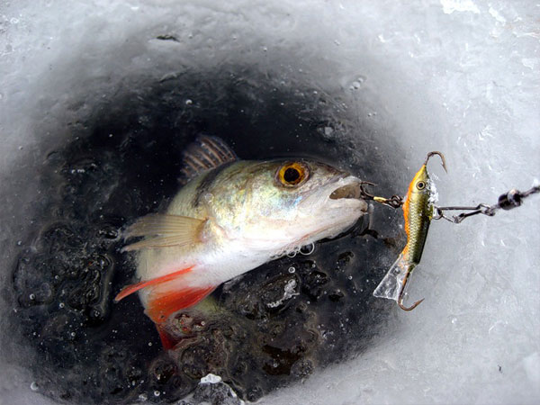Зимняя рыбалка на балду: основные методы ловли и снасти