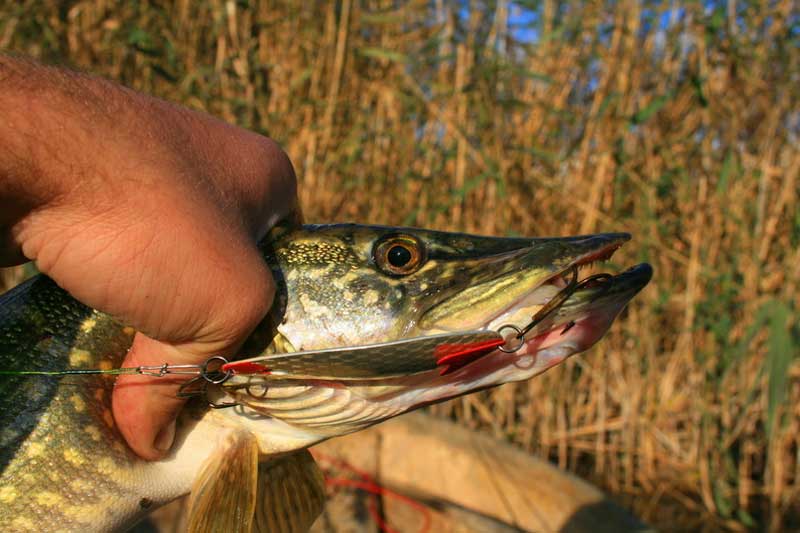 Чебоксарское водохранилище: с блеснами на щуку