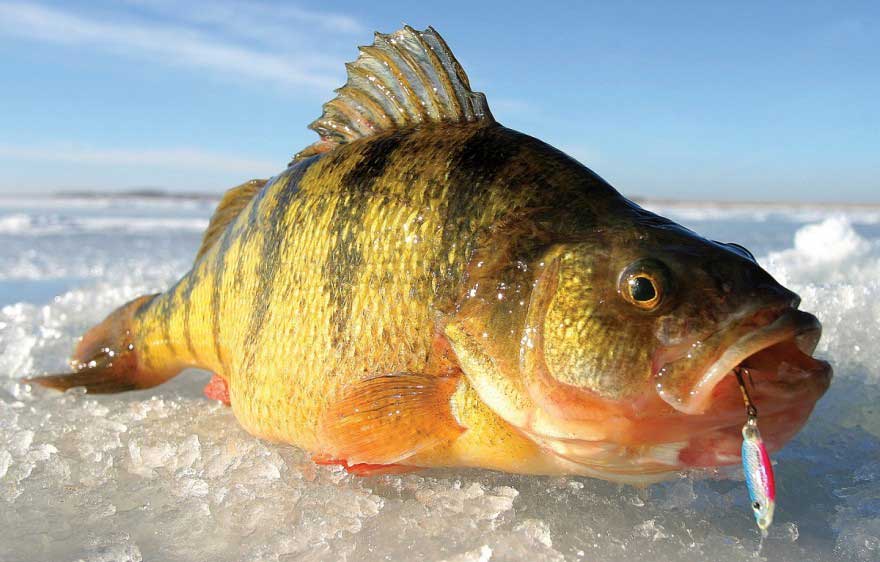 Рыбалка в феврале: кого, на что и как ловить. Ф.1