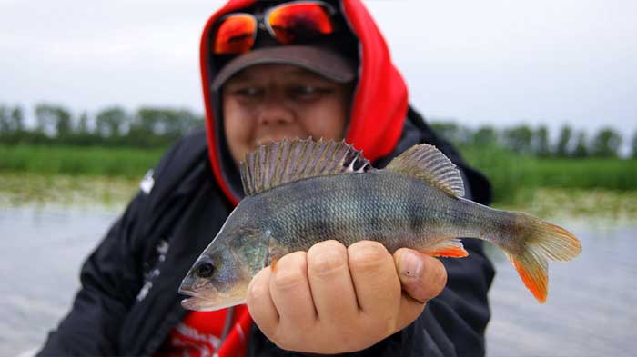 Рыбалка на Дону: активность окуня на высоте. Фото 2