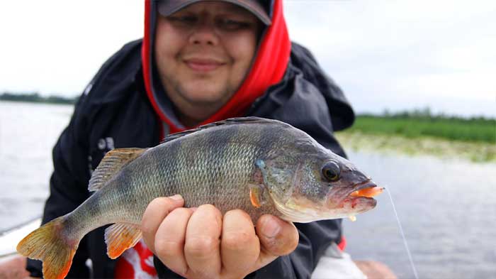 Рыбалка на Дону: активность окуня на высоте. Фото 8