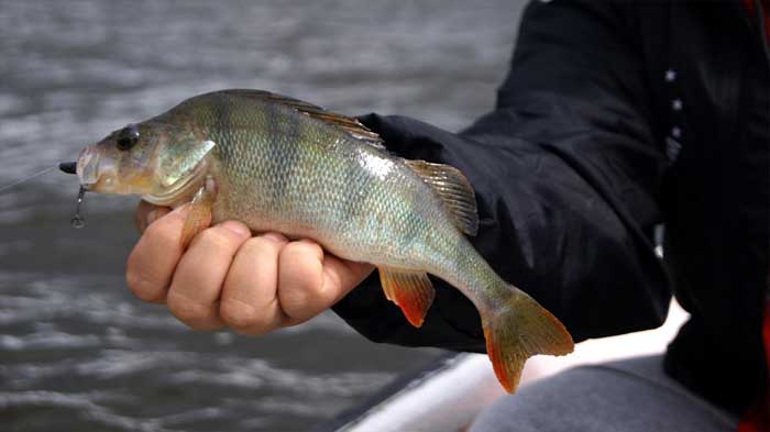 Рыбалка на Дону: активность окуня на высоте. Фото 15