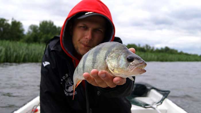 Рыбалка на Дону: активность окуня на высоте. Фото 16